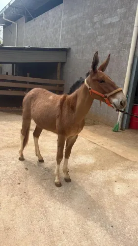Burro filho do playboy da Gameleira