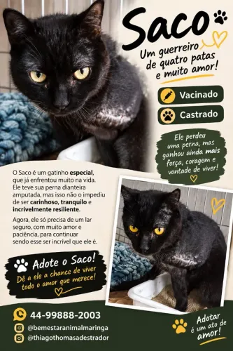 Saci filhote para doação