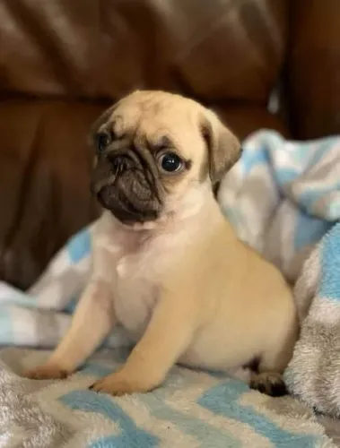 Pug Seu coração já escolheu?