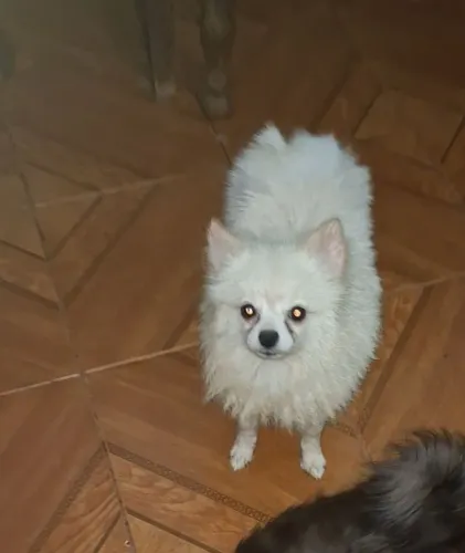 Lulu da pomerania Macho padreador