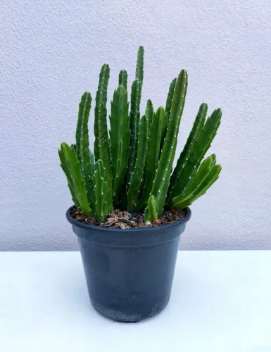 Stapelia Hirsuta - "Cacto Estrela"