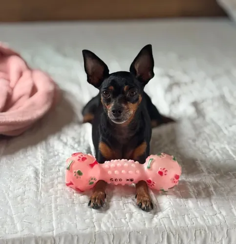 Procura-se um namorado Pinscher