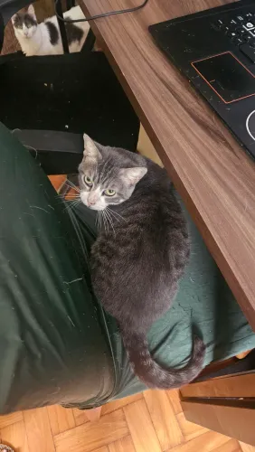 Gatinho para adoção