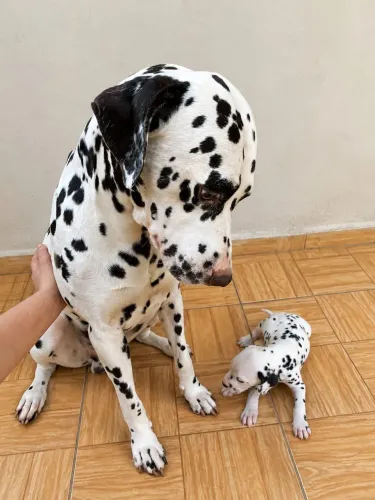 FILHOTES DE DÁLMATA PUROS!!!