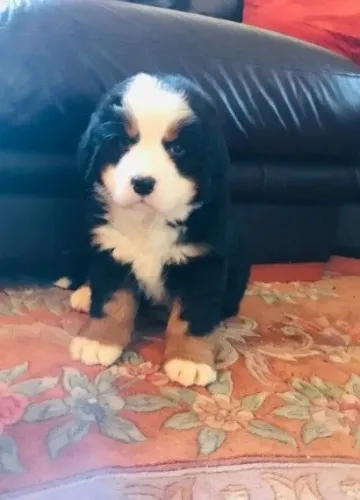 Baby bernese com contrato e garantia de saúde profissional dócil