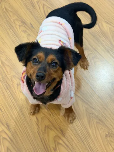 Pet disponível para adoção 