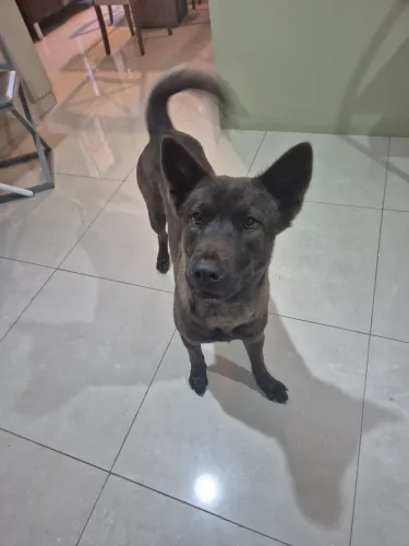 Doa-se filhote de Akita