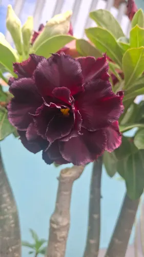 Vende- se Rosas do deserto 