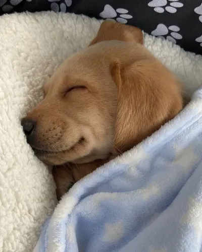 Golden 