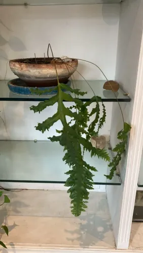 Vaso para plantas