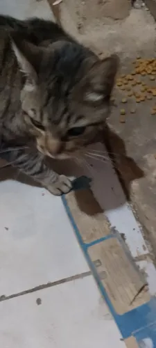 Doação de lindo gato macho adulto 