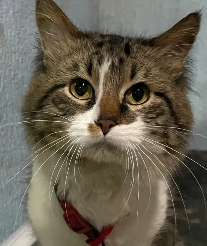 FYlho o gatinho príncipe 