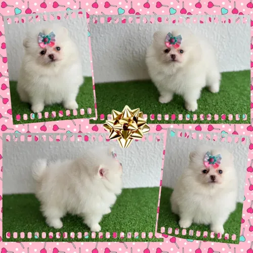 !!! Miniaturas !!! Lulu da pomerania fêminhas  