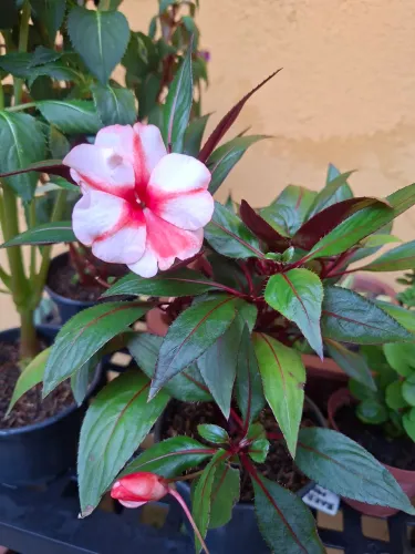 Jardim