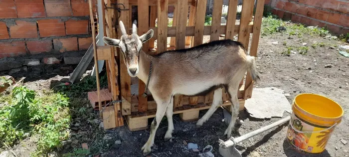 Cabra leite 