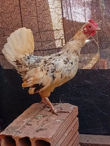 Galinha 