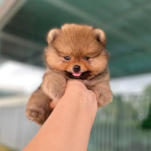 Lulu da Pomerânia Anões Belíssimos