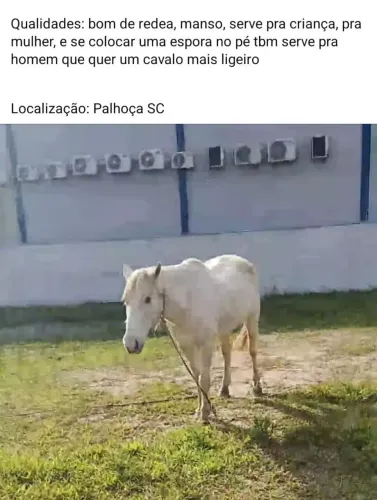 Cavalo