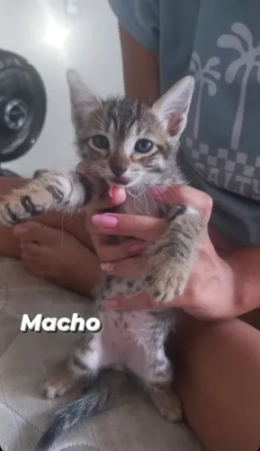 Adoção de pets