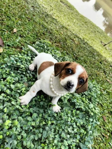 Basset dachshund 
