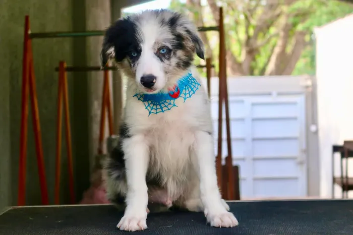 BORDER COLLIE PARCELAMOS 