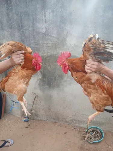 Galo raciado bonito e grande