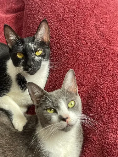 Doação gatos adultos
