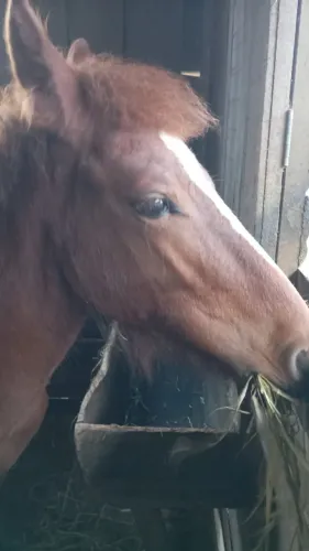 Cavalo Mangalarga potro