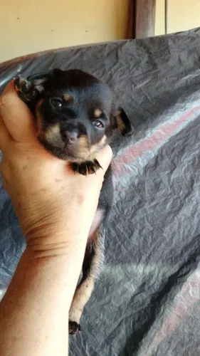 Pinscher fêmea reserva