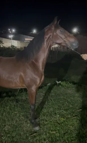 Cavalo mangalarga