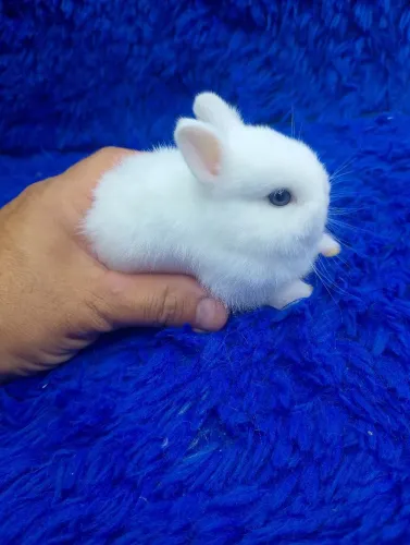 Lindo coelho anão o menor do mundo