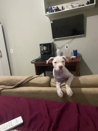 American Bull Terrier um macho quatro meses com as vacinas em dias