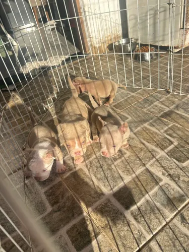 American Bully Nano