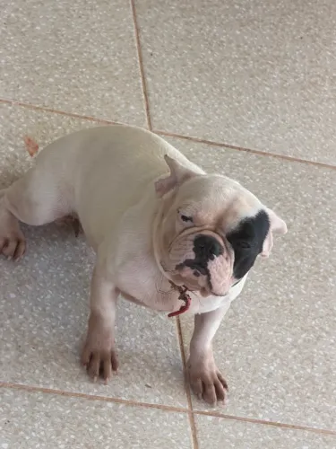 Busco bulldog macho pra na morar com minha bulldog