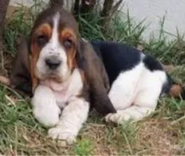 Basset Hound fêmea filhotona