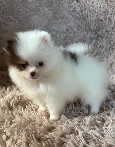 LULU DA POMERANIA