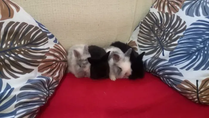 Vende-se Filhotes de Mini Coelhos Raça Fuzzy Lop