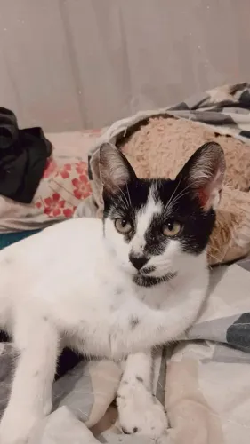 Gato(a) para doação 