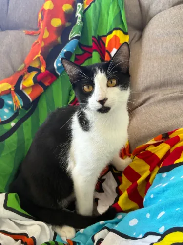 Disponivel para adoção - 2 gatos sendo 1 macho e 1 fêmea