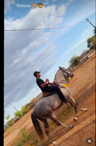 Égua Mestiça