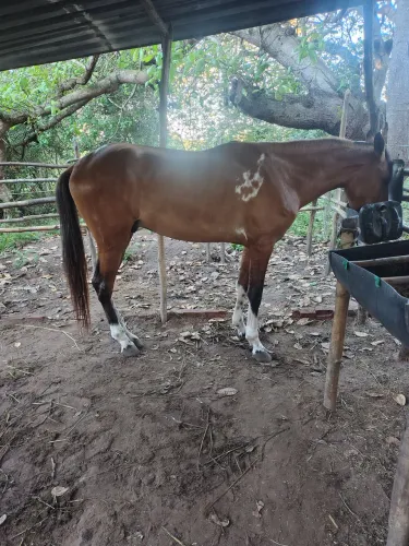 Cavalo 