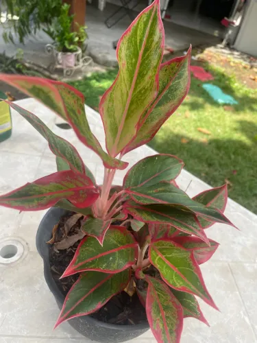 Vendo plantas ornamentais 
