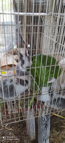 Vendo lindos filhotes de coelho pet. Raças Lion, Loop Uruguai, holandês, Netherlands.