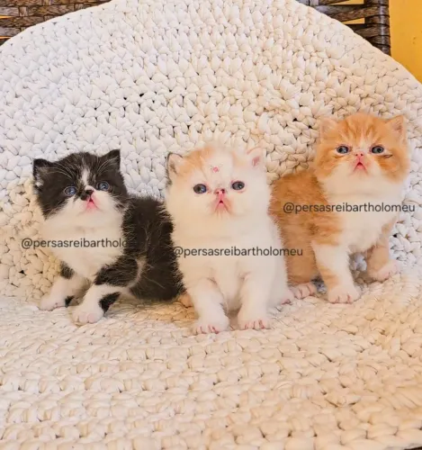 Filhotes Exotic Shorthair ( Persa Exótico Pelo curto ) Leia todo anúncio