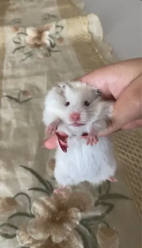 Hamster sírio