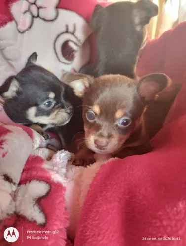 Pinscher macho 