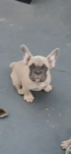 Buldogue Francês Exótico 