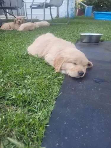 Filhotes de Golden Retriever | Diversão garantida!