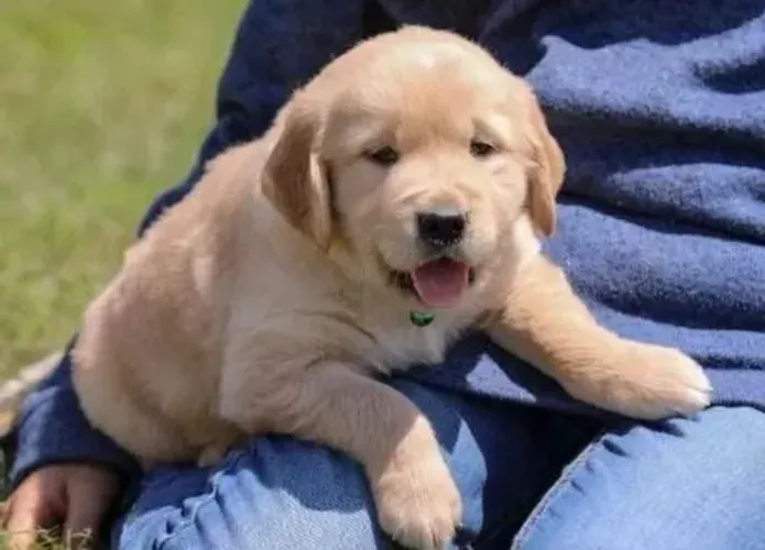 Golden Retriever Mais que um presente, uma companhia para a vida toda