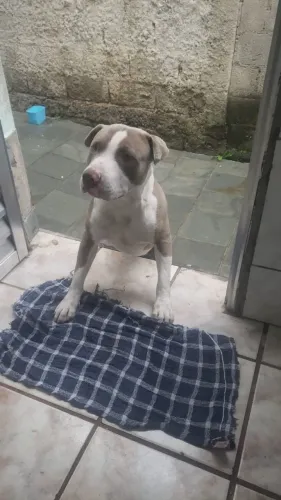 Pitbull 8 meses